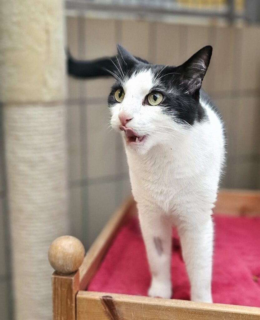 Diego 7 Tierheim Hattersheim - PHOTO 2025 12 12 14 29 18 2