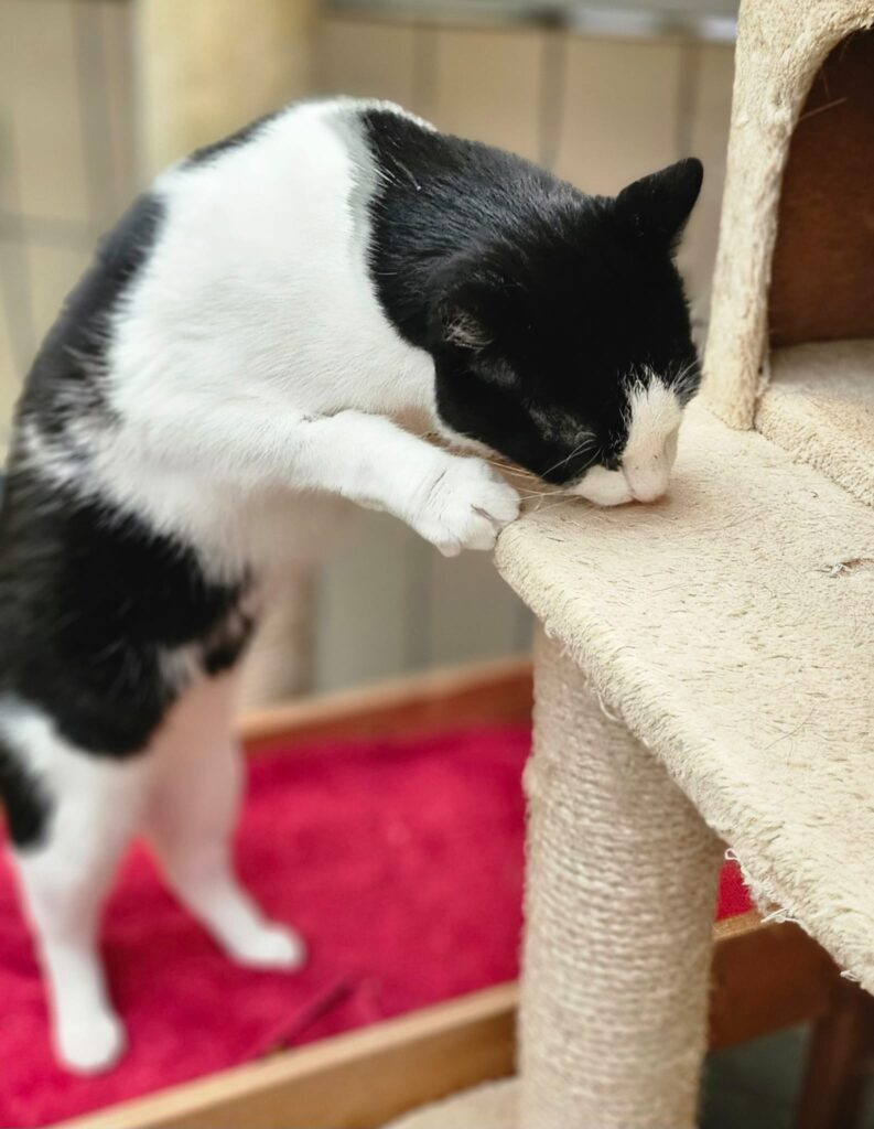 Diego 3 Tierheim Hattersheim - PHOTO 2025 12 12 14 29 18 3