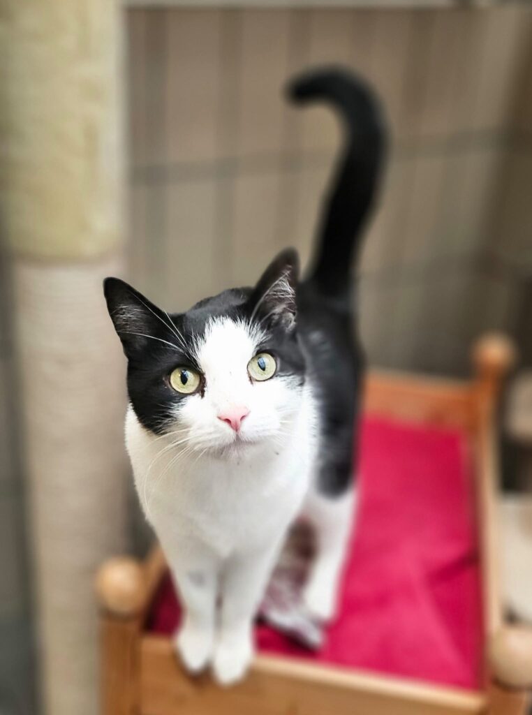 Diego 6 Tierheim Hattersheim - PHOTO 2025 12 12 14 29 19 3