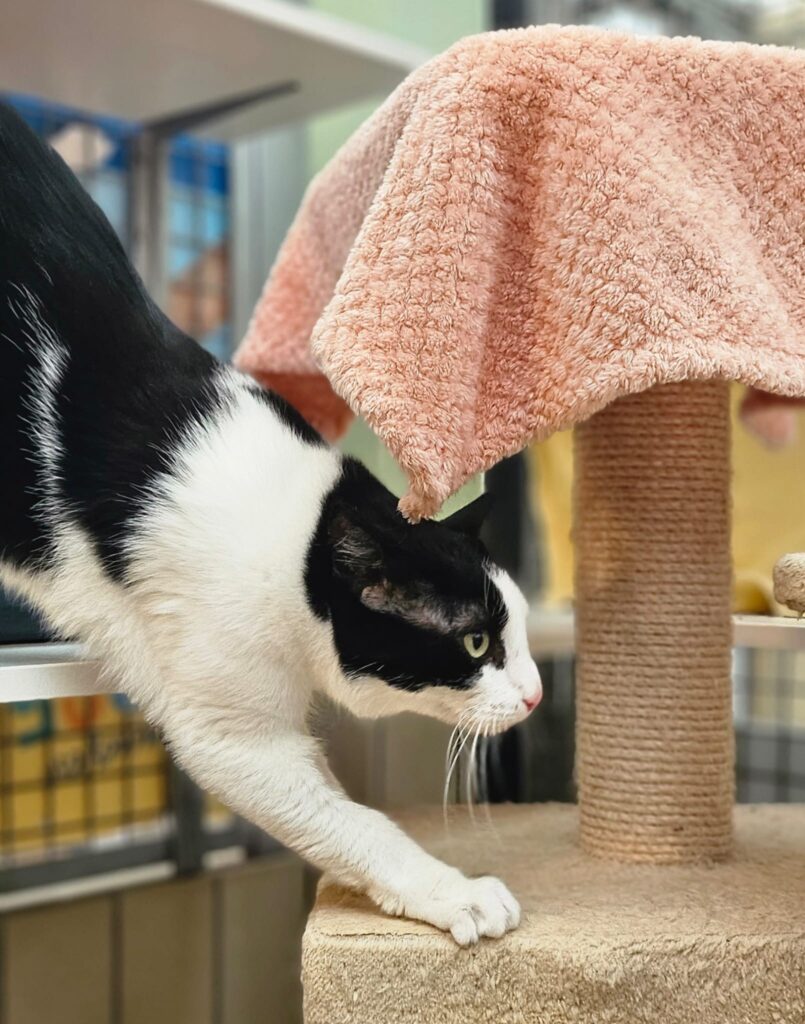 Diego 2 Tierheim Hattersheim - PHOTO 2025 12 12 14 29 19 4