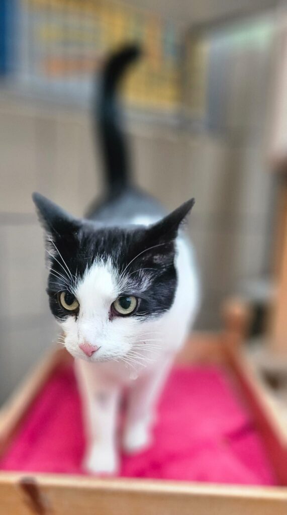 Diego 1 Tierheim Hattersheim - PHOTO 2025 12 12 14 29 19