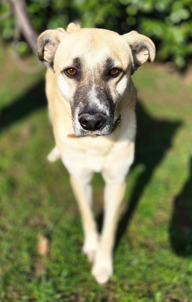 Fred 1 Tierheim Hattersheim - PHOTO 2026 02 27 12 37 11