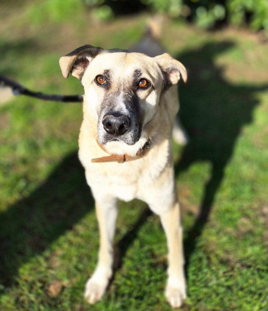 Fred 4 Tierheim Hattersheim - PHOTO 2026 02 27 12 37 12 3