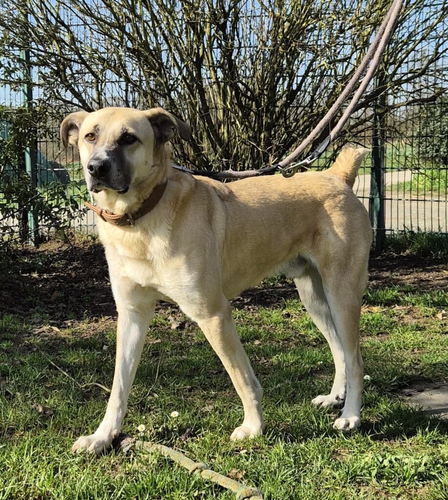 Fred 3 Tierheim Hattersheim - PHOTO 2026 02 27 12 37 12 4