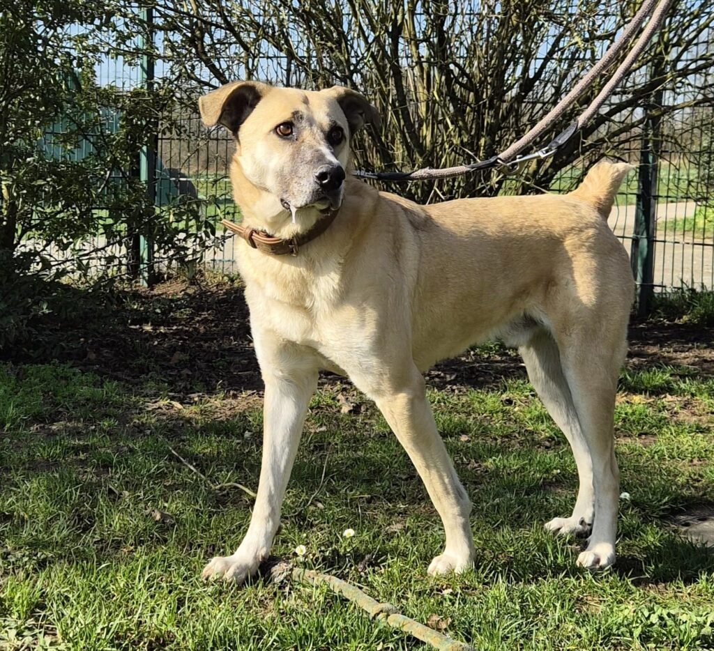 Fred 5 Tierheim Hattersheim - PHOTO 2026 02 27 12 37 12 5