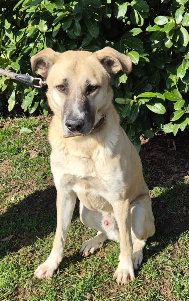 Fred 2 Tierheim Hattersheim - PHOTO 2026 02 27 12 37 12