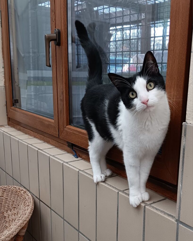 Diego 1 Tierheim Hattersheim - image00000111
