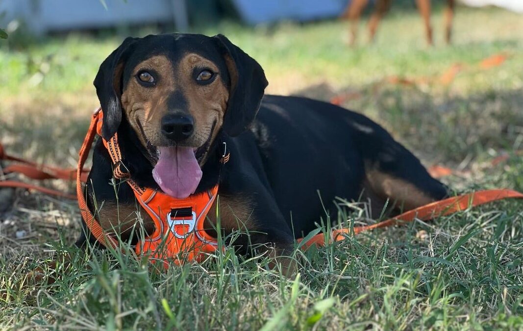 Stephie/ nicht im Tierheim