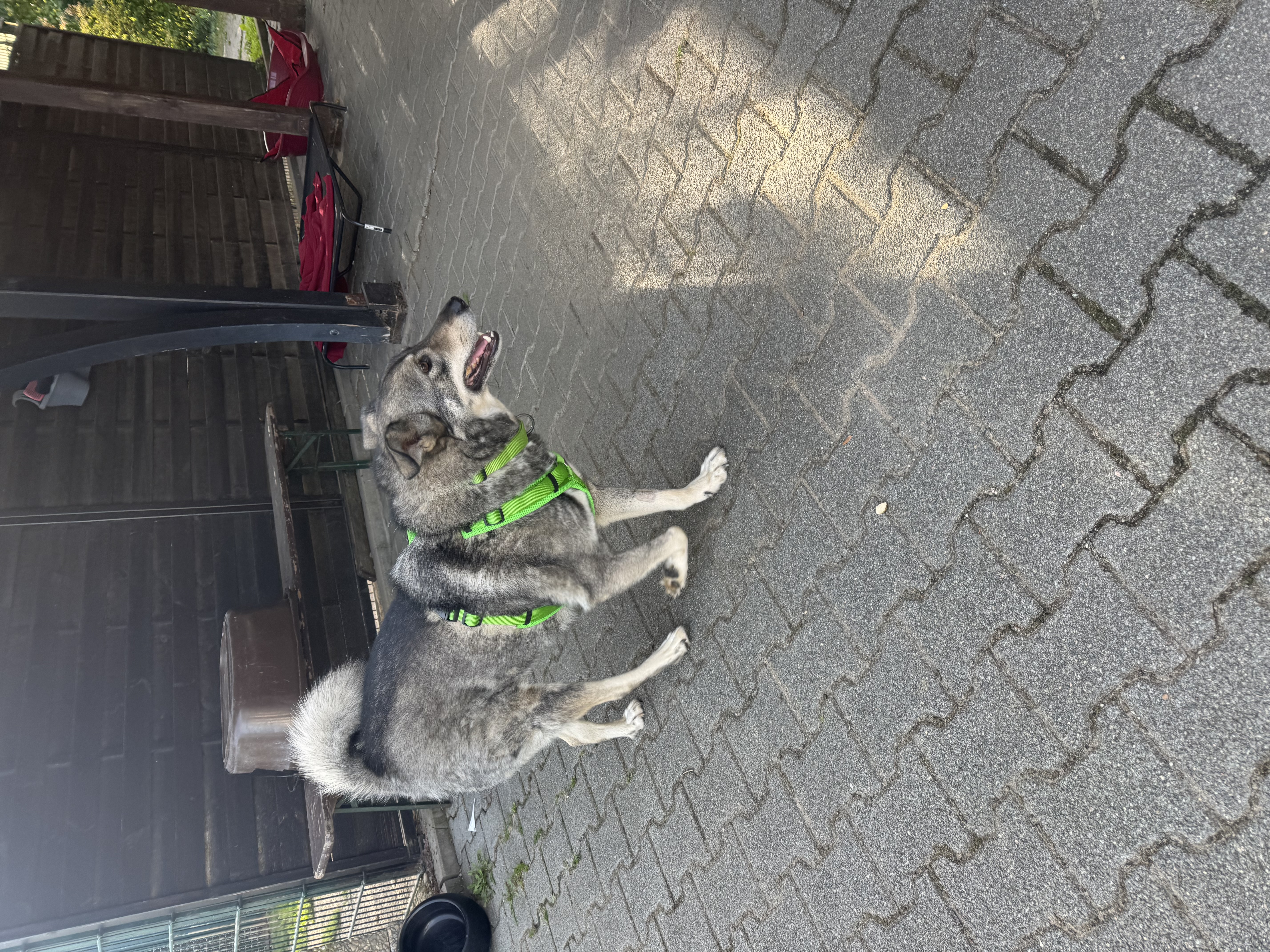 Bruno 5 Tierheim Hattersheim - IMG 4115