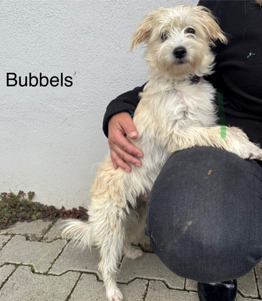 Django & Bubbels 1 Tierheim Hattersheim - IMG 4353
