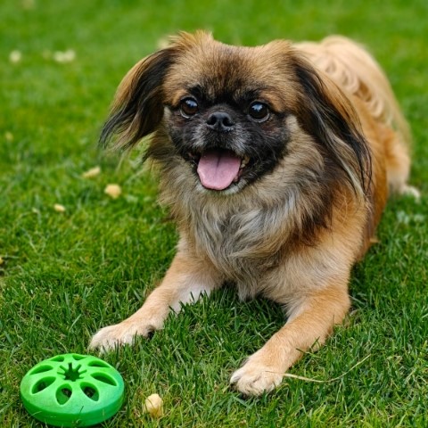 Peanuts/ nicht im Tierheim