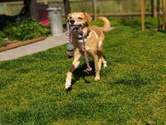 Fremdvermittlung 3 Carlos/ nicht im Tierheim