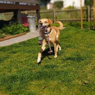 Carlos/ nicht im Tierheim