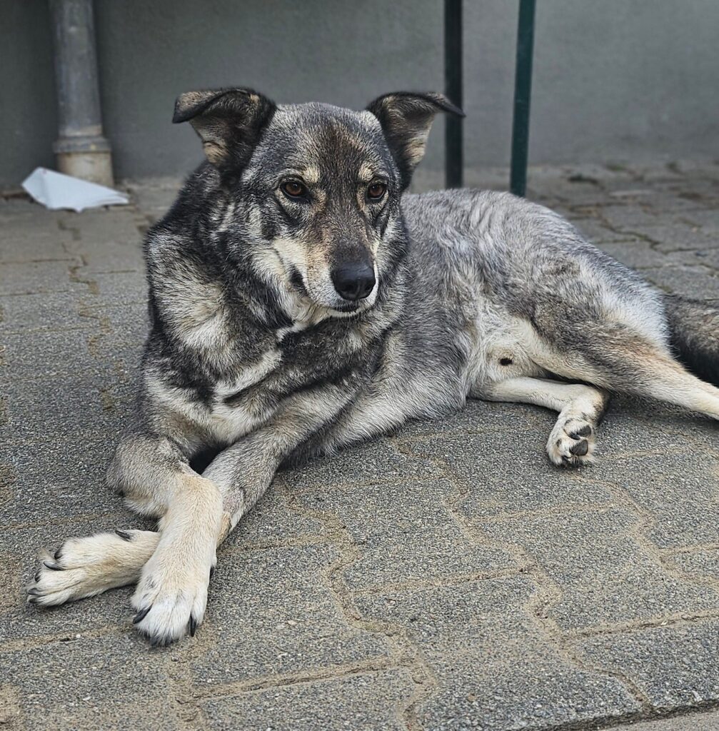 Bruno 1 Tierheim Hattersheim - PHOTO 2025 09 08 13 52 56 3 1