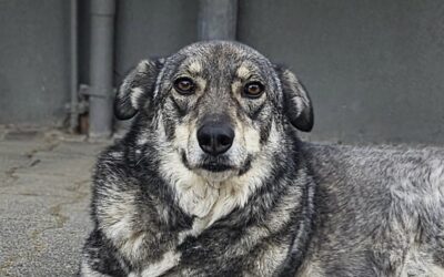Bruno