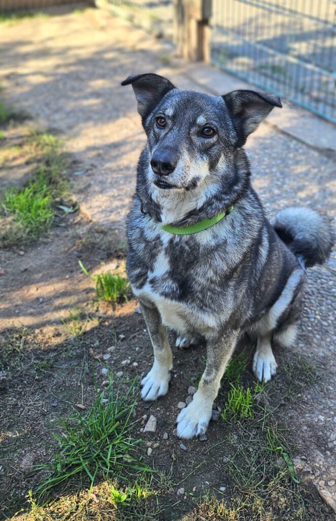 Bruno 4 Tierheim Hattersheim - PHOTO 2025 09 18 12 43 53 3