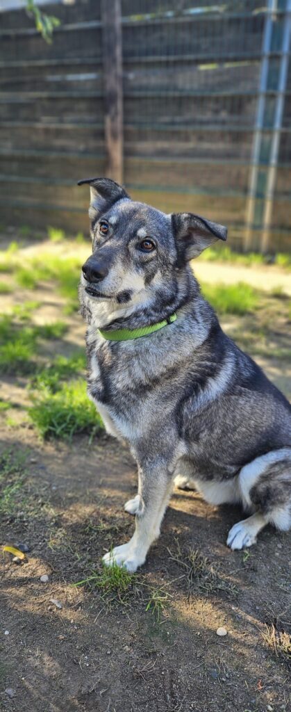 Bruno 2 Tierheim Hattersheim - PHOTO 2025 09 18 12 43 53 4