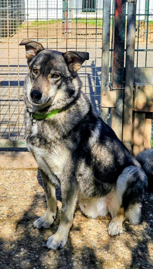 Bruno 1 Tierheim Hattersheim - PHOTO 2025 09 18 12 43 54 4