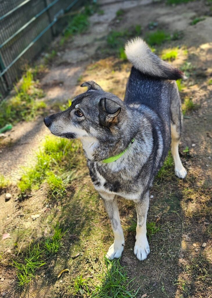 Bruno 3 Tierheim Hattersheim - PHOTO 2025 09 18 12 43 54
