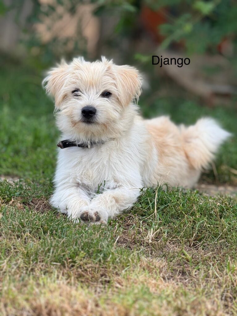Django & Bubbels 2 Tierheim Hattersheim - PHOTO 2025 09 25 09 23 46 1