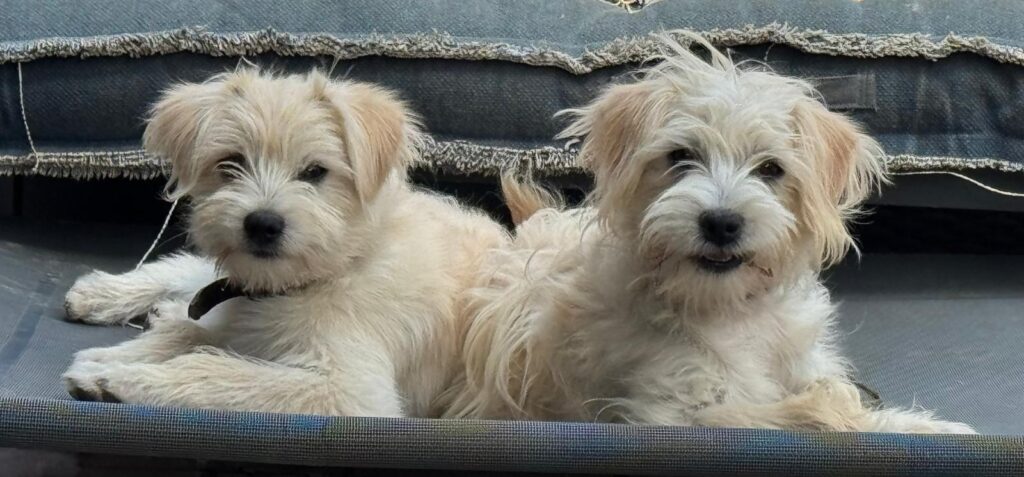 Django & Bubbels 4 Tierheim Hattersheim - PHOTO 2025 09 25 09 25 36