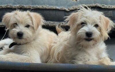 Django (reserviert)  & Bubbels