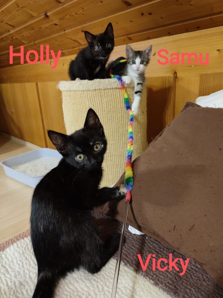 Samu, Vicky, Holly & Raja 1 Tierheim Hattersheim - PHOTO 2025 09 26 19 54 14
