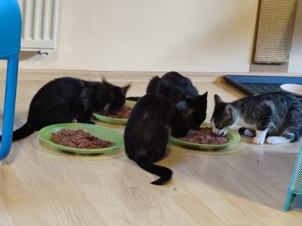 Samu, Vicky, Holly & Raja 2 Tierheim Hattersheim - PHOTO 2025 09 26 19 55 29 3