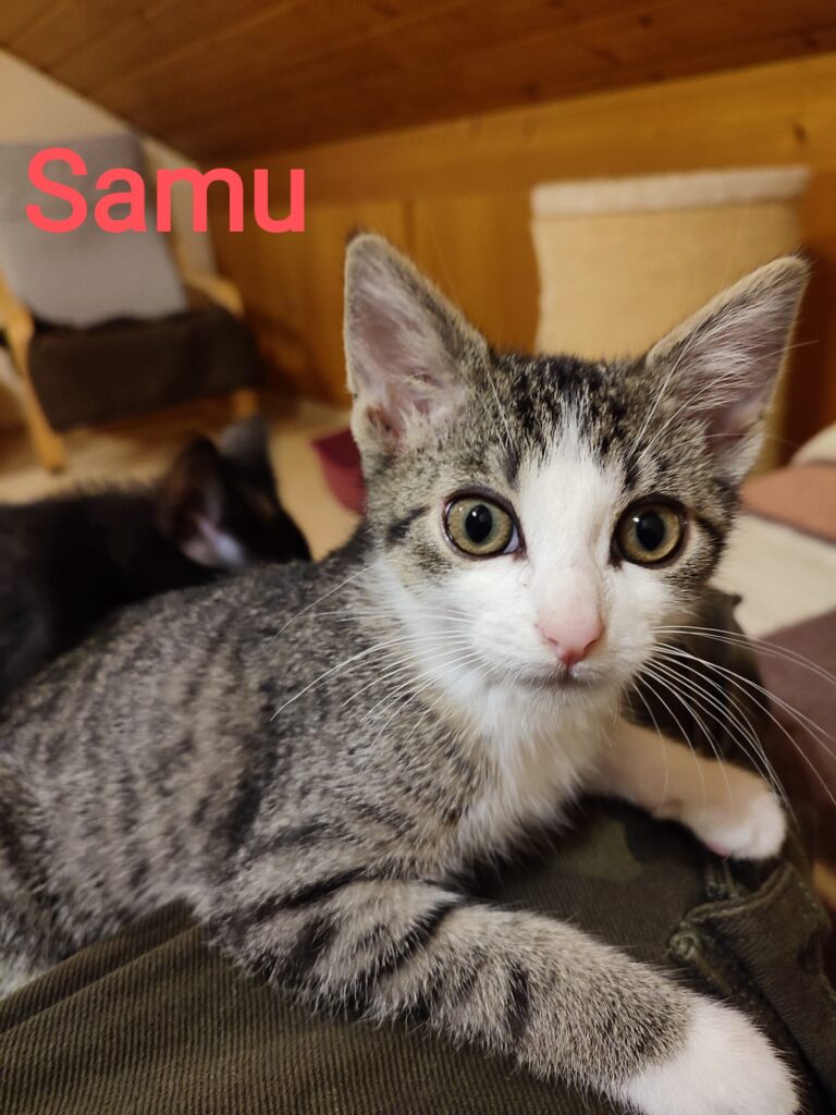 Samu, Vicky, Holly & Raja 4 Tierheim Hattersheim - PHOTO 2025 09 26 19 55 30