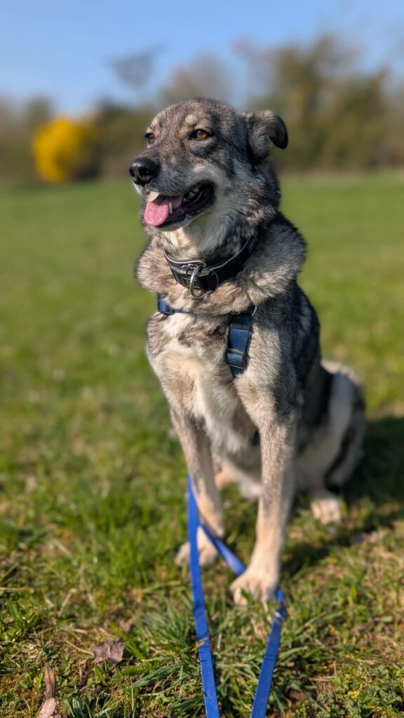 Tierheim Hattersheim - PHOTO 2026 03 20 16 06 35