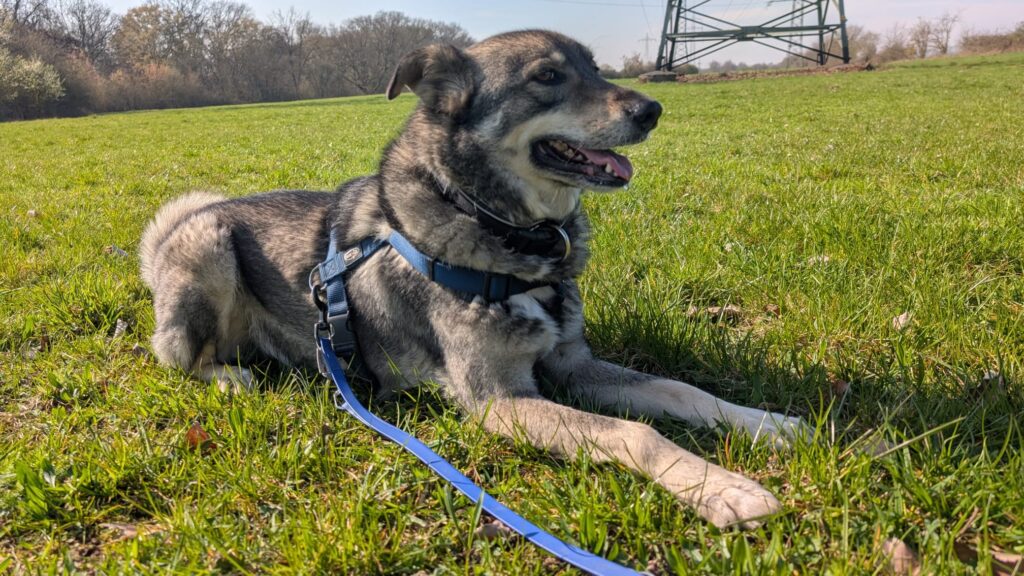 Tierheim Hattersheim - PHOTO 2026 03 20 16 06 37