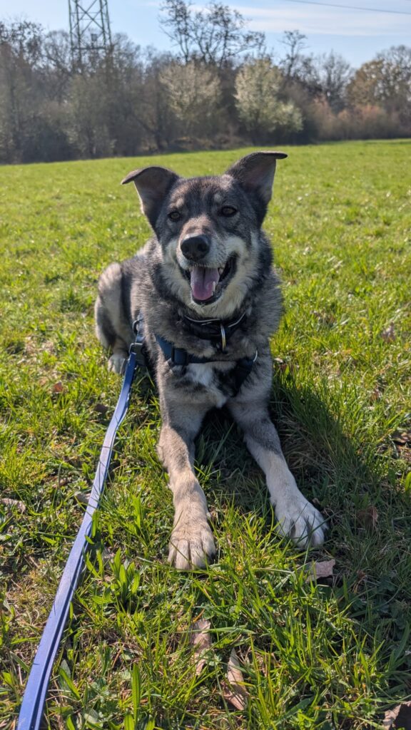 Tierheim Hattersheim - PHOTO 2026 03 20 16 06 38