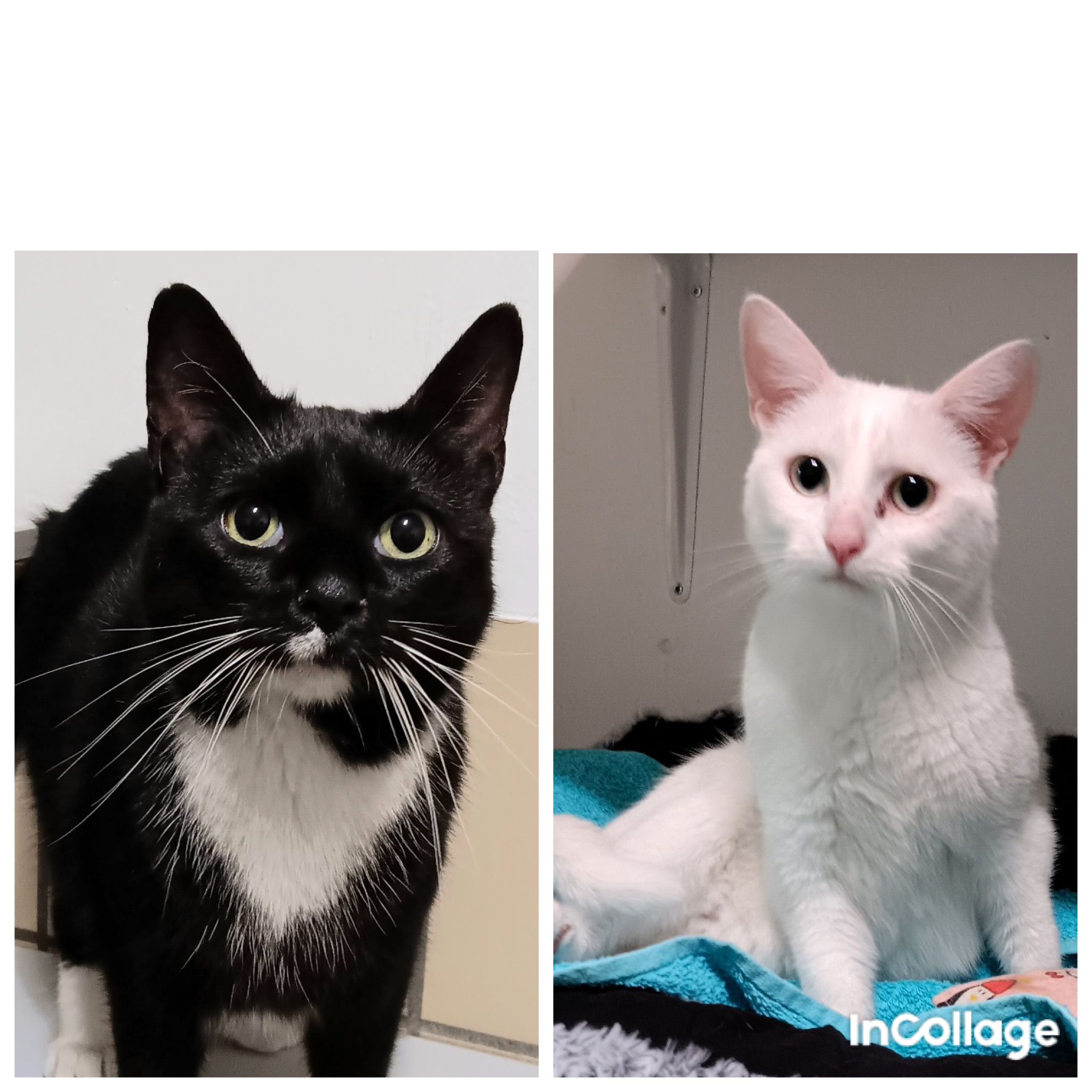 created by InCollage