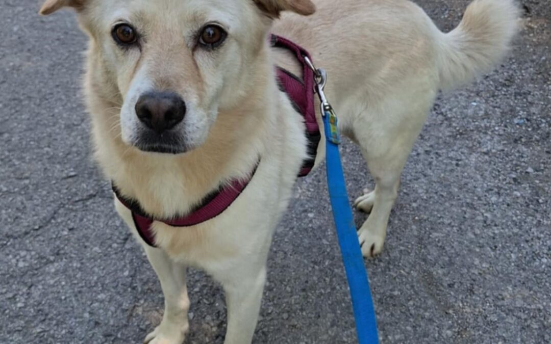 Poncho/ nicht im Tierheim