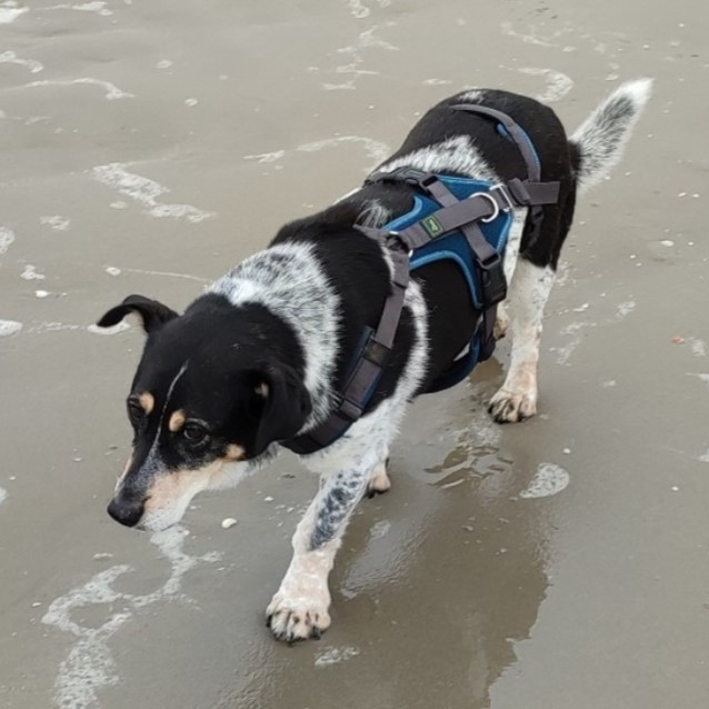 Terra/ nicht im Tierheim