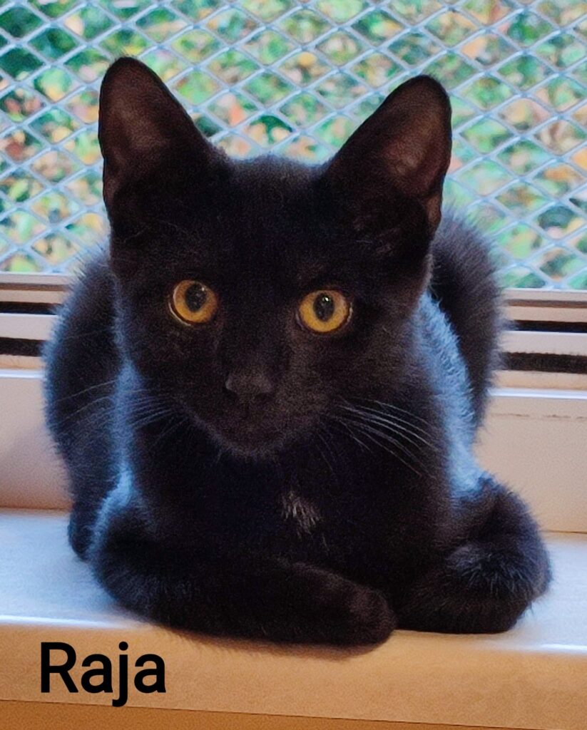 Raya/ Pflegestelle 3 Tierheim Hattersheim - PHOTO 2025 09 26 19 54 32