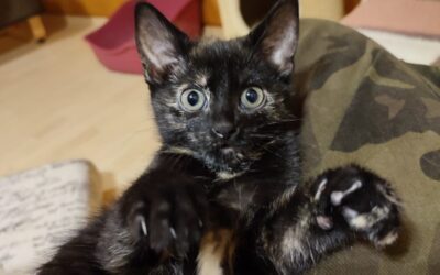 Holly/ Pflegestelle