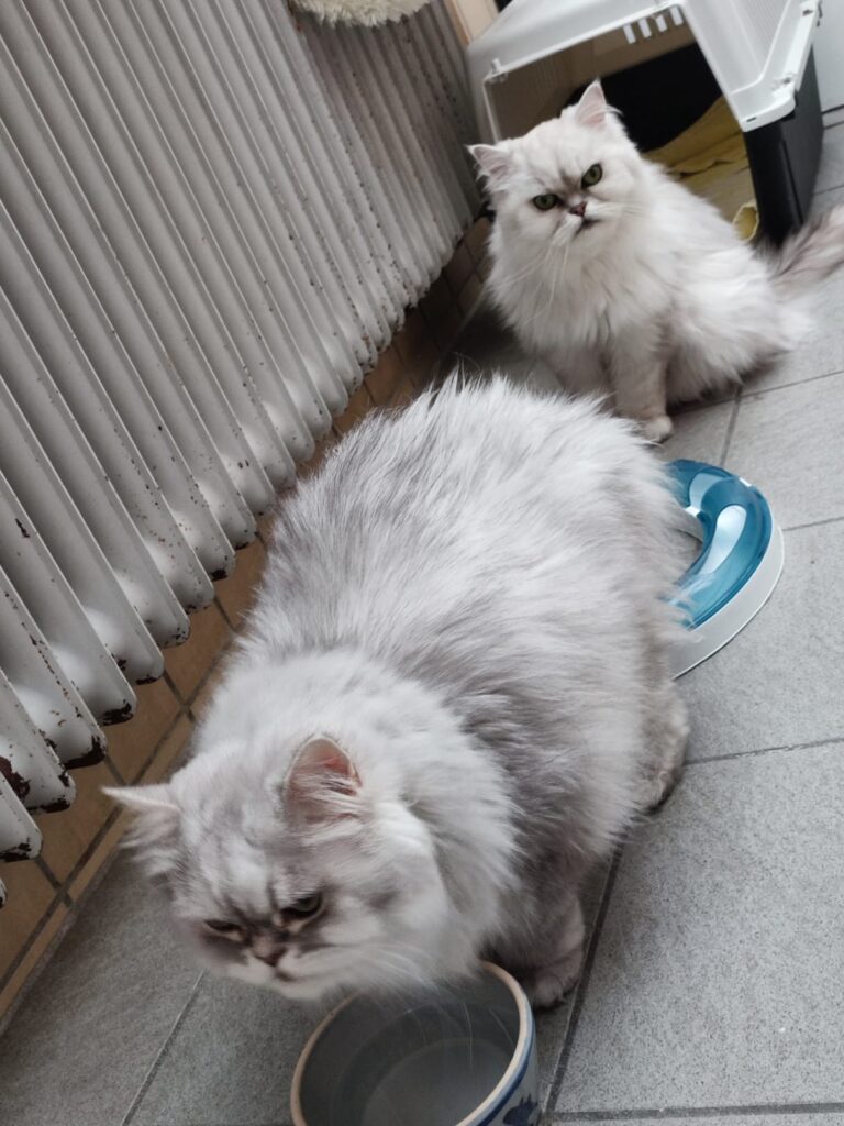 Kimba & Emil 4 Tierheim Hattersheim - PHOTO 2025 10 01 18 23 36 1