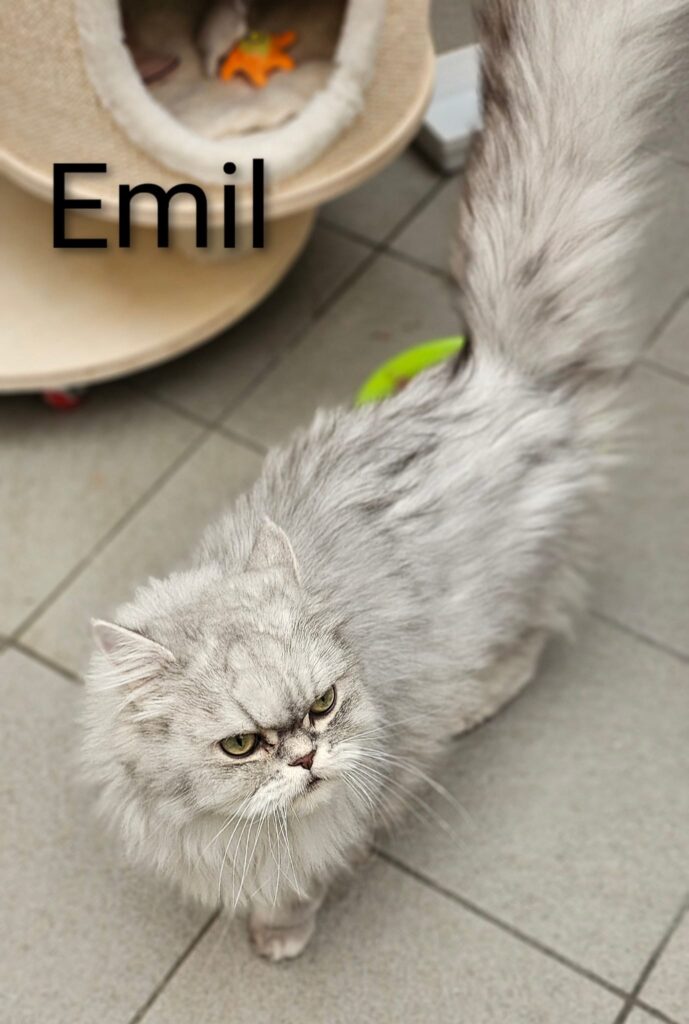 Kimba & Emil 10 Tierheim Hattersheim - PHOTO 2025 10 02 12 55 41 2