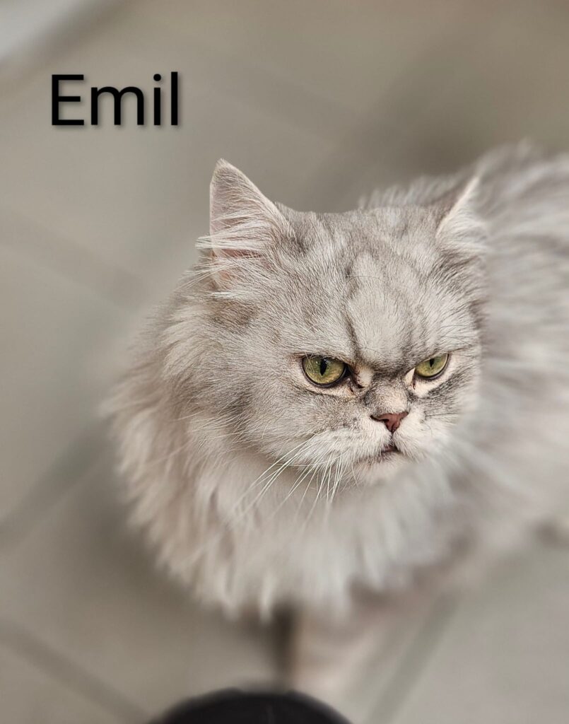 Kimba & Emil 2 Tierheim Hattersheim - PHOTO 2025 10 02 12 55 41 3