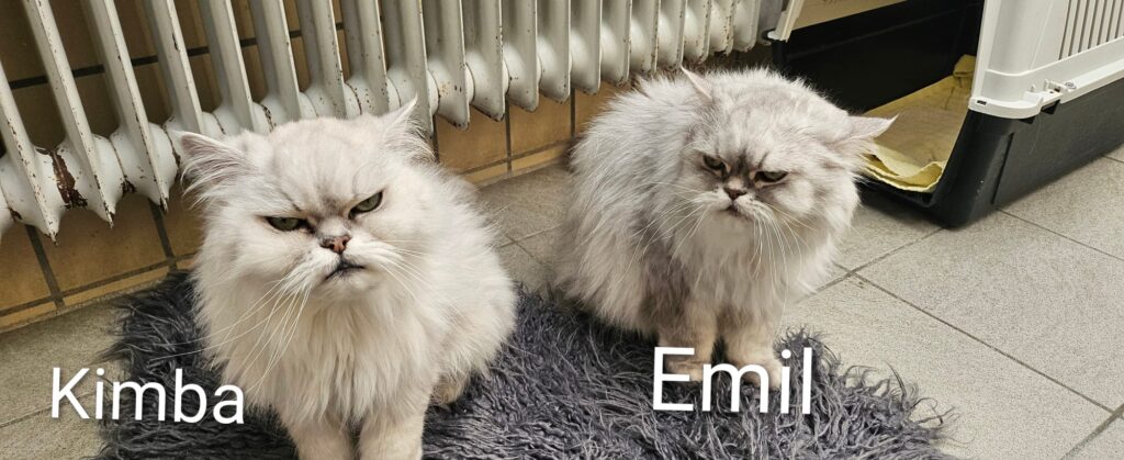 Kimba & Emil 1 Tierheim Hattersheim - PHOTO 2025 10 02 12 55 41 4