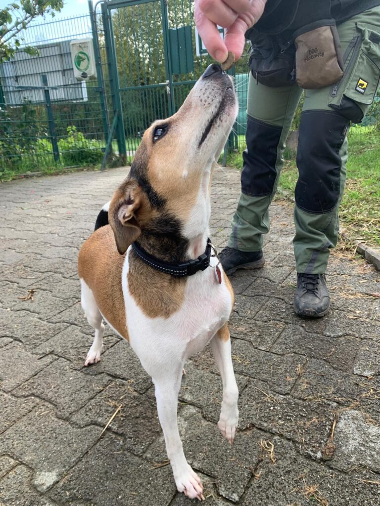 Bailey 5 Tierheim Hattersheim - PHOTO 2025 10 05 16 47 30 1