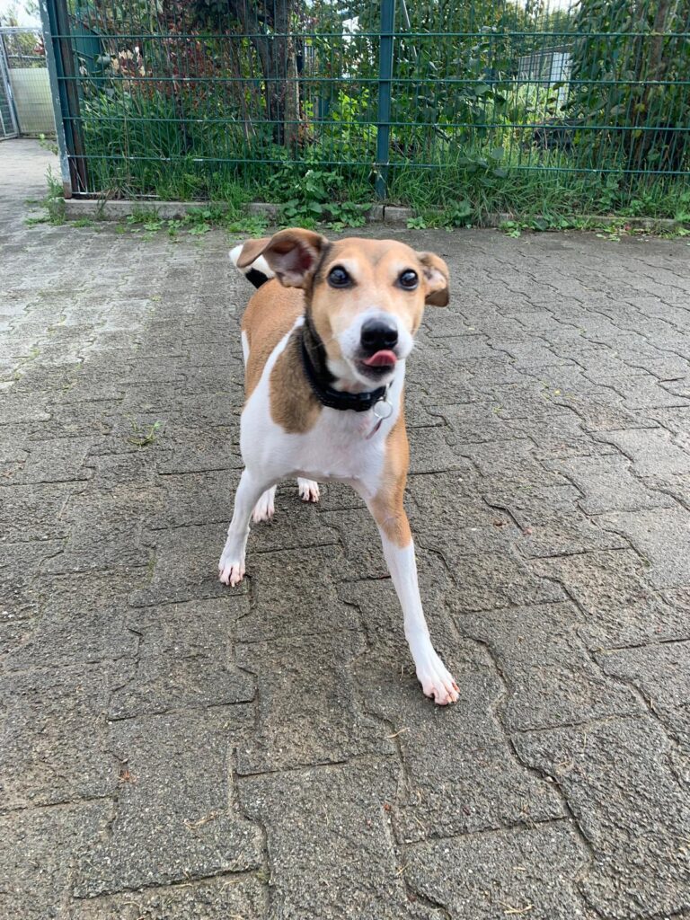Bailey 3 Tierheim Hattersheim - PHOTO 2025 10 05 16 47 30 2
