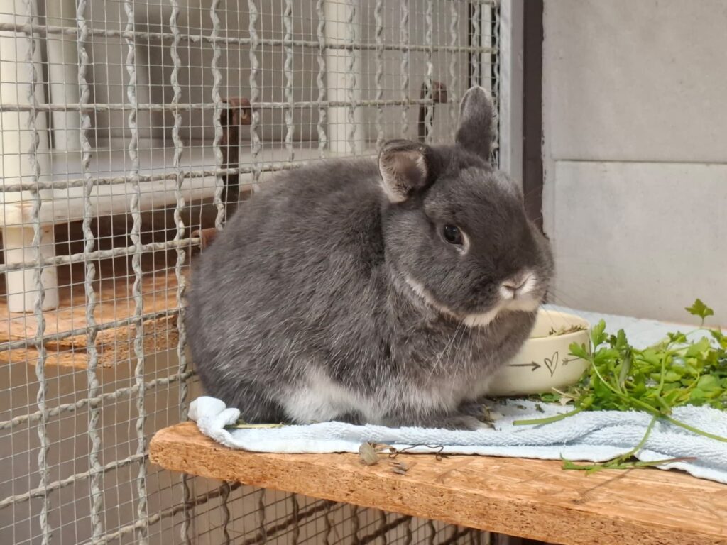 Bonny & Cookie 4 Tierheim Hattersheim - PHOTO 2025 10 13 14 50 48