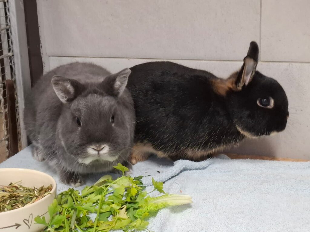 Bonny & Cookie 6 Tierheim Hattersheim - PHOTO 2025 10 13 14 50 48 2