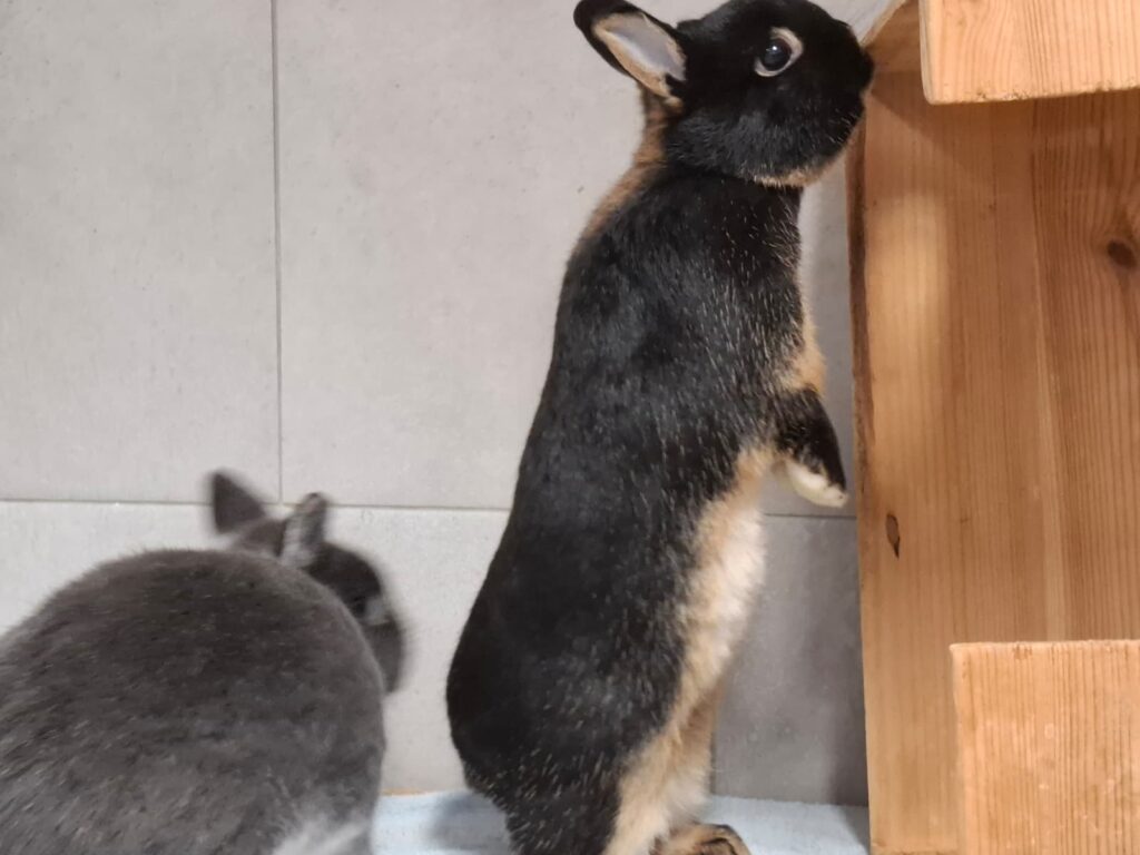 Bonny & Cookie 3 Tierheim Hattersheim - PHOTO 2025 10 13 14 50 48 3 1