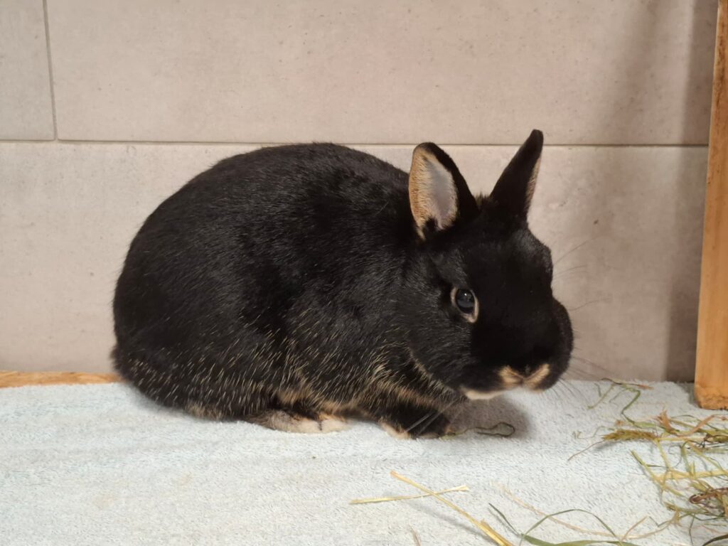 Bonny & Cookie 5 Tierheim Hattersheim - PHOTO 2025 10 13 14 50 48 4