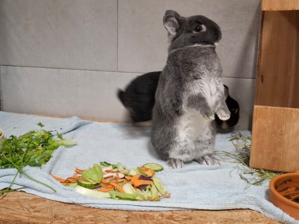Bonny & Cookie 2 Tierheim Hattersheim - PHOTO 2025 10 13 14 50 49