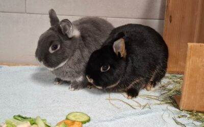 Bonny & Cookie