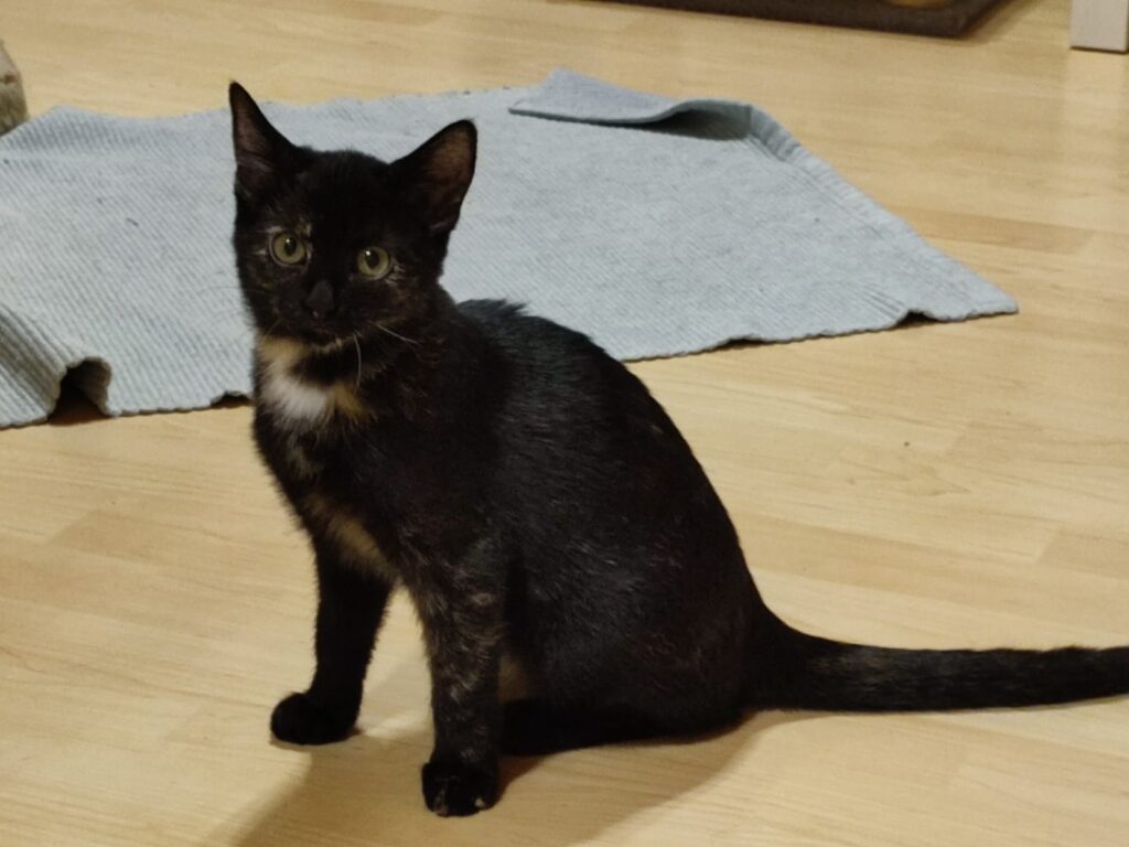 Holly/ Pflegestelle 3 Tierheim Hattersheim - PHOTO 2025 10 25 09 20 16 2